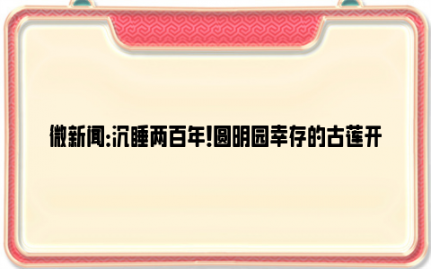 微新闻：沉睡两百年！圆明园幸存的古莲开花了！它一定有很多故事要说给我们听！